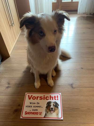 (Orginelle)Hunde Hinweis-, Warn-,Verboteschilder...habt ihr selbst welche ? (Erfahrung, Wirkung etc.-Beitrag-Bild