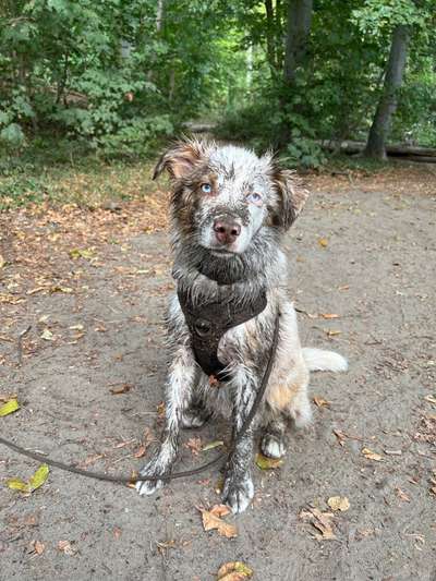 dirty Dog-Beitrag-Bild