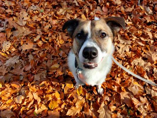 26. Farben Fotochallenge "Herbstfarben"-Beitrag-Bild