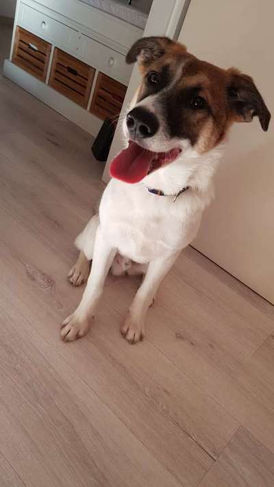 Dogorama Photo Challenge - Einmal lächeln bitte-Beitrag-Bild