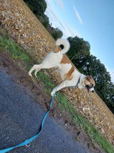 Mischlinge raten - Rätselspaß-Beitrag-Bild