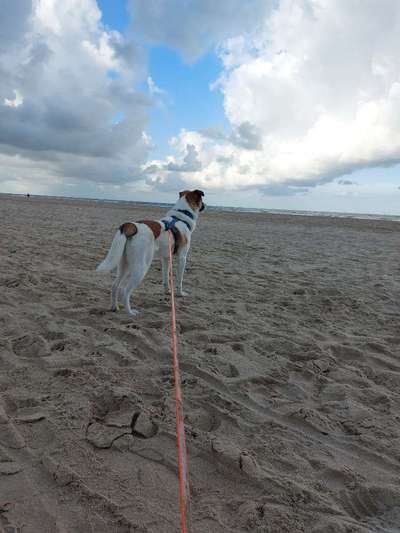 Dogorama Photo Challenge - Tierischer Urlaub-Beitrag-Bild