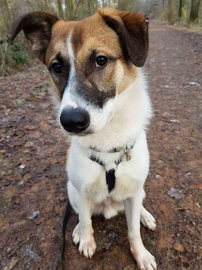 Dogorama Photo Challenge - Hundeblick zum hinschmelzen-Beitrag-Bild