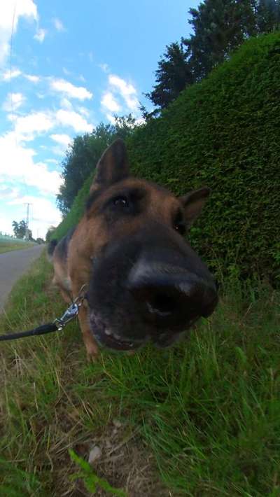 Fotosammlung: ,,Der natürliche Hund" Unbearbeitet, ungestellt und in Natura-Beitrag-Bild