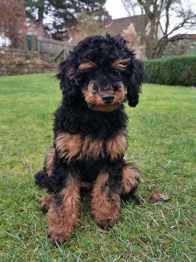 Charakter Pudel-Beitrag-Bild