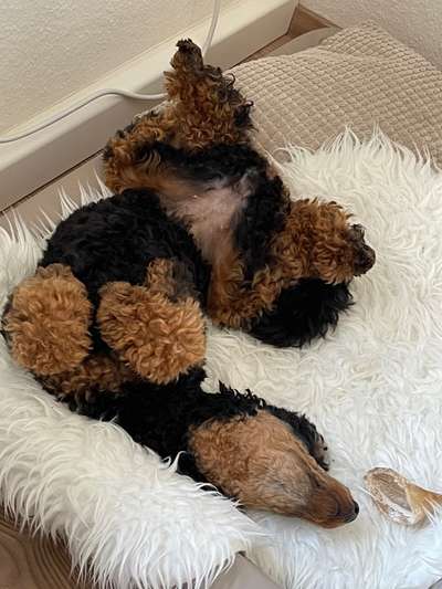 Alles rund um den Pudel-Beitrag-Bild