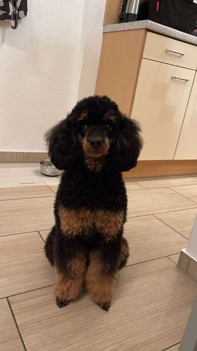 Alles rund um den Pudel-Beitrag-Bild