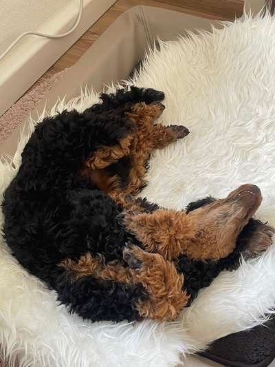 Alles rund um den Pudel-Beitrag-Bild