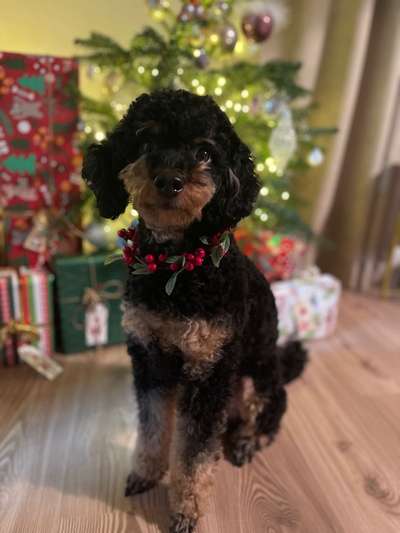 Alles rund um den Pudel-Beitrag-Bild