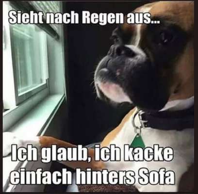 Hunde Memes-Beitrag-Bild