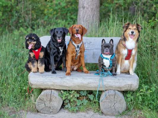 Alles rund um den Pudel-Beitrag-Bild