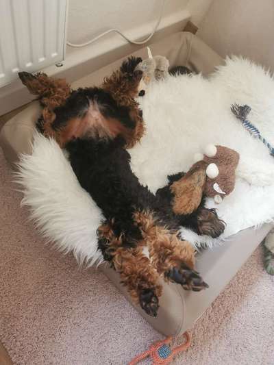 Körbchen / Hundebett-Beitrag-Bild