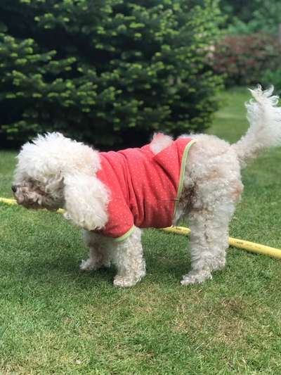 Alles rund um den Pudel-Beitrag-Bild