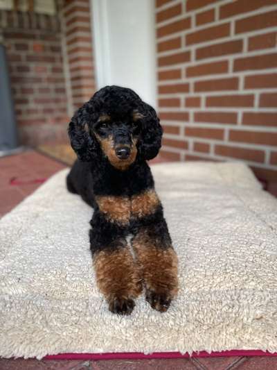 Alles rund um den Pudel-Beitrag-Bild