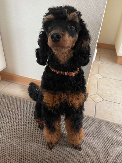 Alles rund um den Pudel-Beitrag-Bild