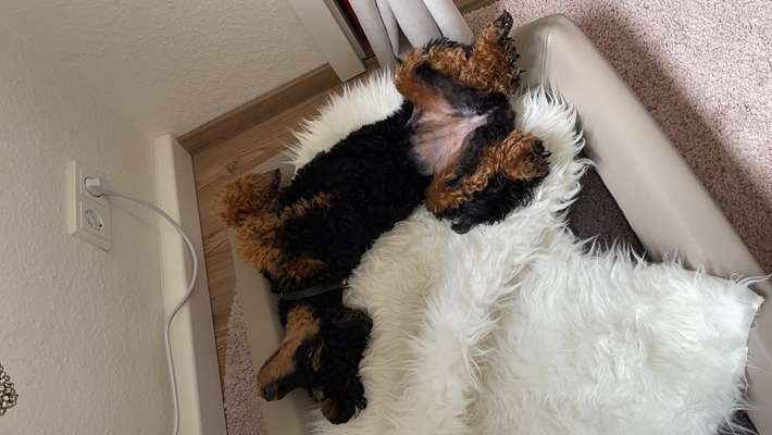 Alles rund um den Pudel-Beitrag-Bild