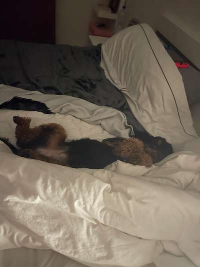 Darf der Hund bei Euch im Bett schlafen?-Beitrag-Bild