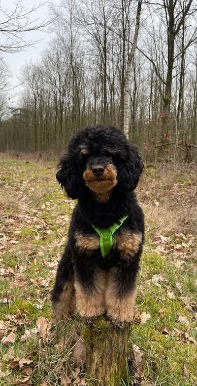 Alles rund um den Pudel-Beitrag-Bild