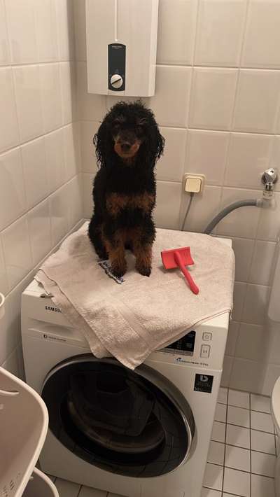 Alles rund um den Pudel-Beitrag-Bild