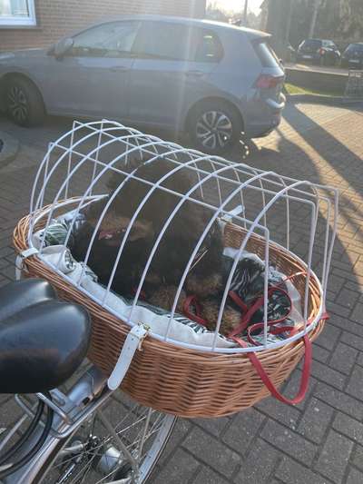 Alles rund um den Pudel-Beitrag-Bild