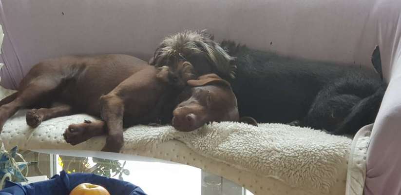 Dogorama Photo Challenge - Gegensätze-Beitrag-Bild