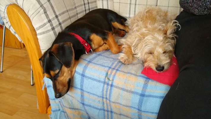 Welche Hunderasse-Beitrag-Bild