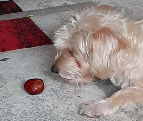 Die Dogorama Wochen Challenge-Beitrag-Bild