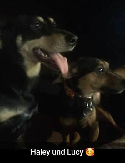 Bester Freund, Hundekumpel - zeigt her!-Beitrag-Bild