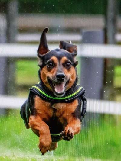 Fotochallenge 66 ~ Rennaction -Zeig deinen Hund im Lauf-Beitrag-Bild