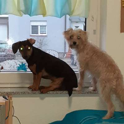 Welche Hunderasse-Beitrag-Bild