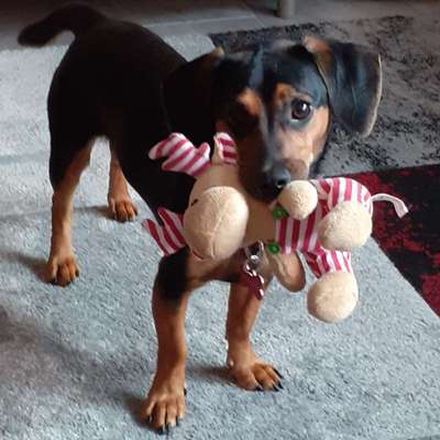 Die Dogorama Wochen Challenge-Beitrag-Bild