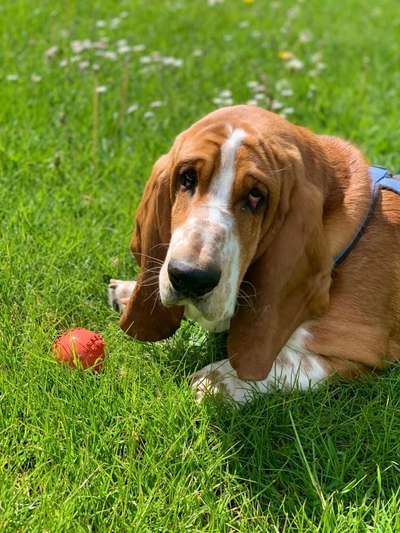 Basset Hound-Beitrag-Bild