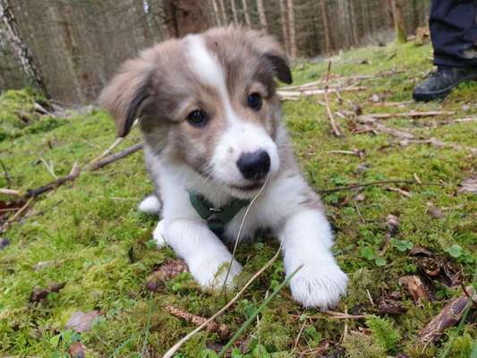 Hundetreffen-Welpe zum Toben gesucht-Bild