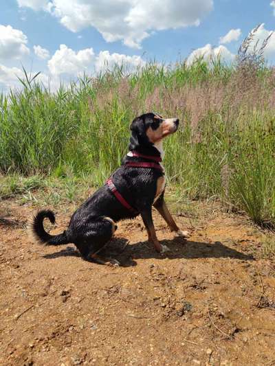 Appenzeller Sennenhunde-Beitrag-Bild