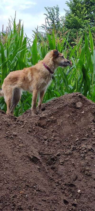 Die Dogorama Wochen Challenge-Beitrag-Bild