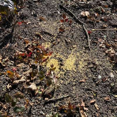 Giftköder-Gelbe kleine Kügelchen-Bild