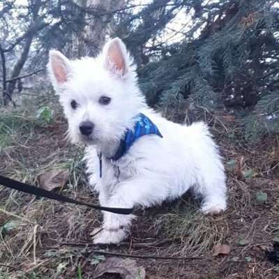 Welpen Bilder !-Beitrag-Bild