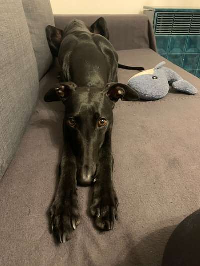 Windhunde - Treffen der besonderen Schönheiten
HERZLICH WILLKOMMEN-Beitrag-Bild