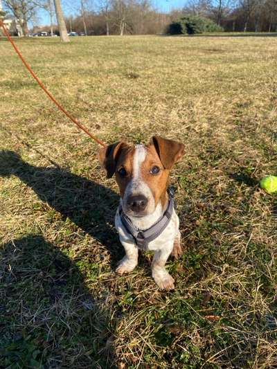 Jack Russel-Beitrag-Bild