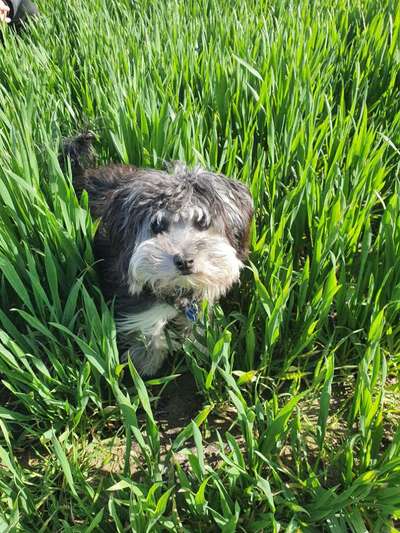 Hundetreffen-Bochum Linden-Bild