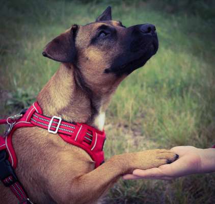Fotowettbewerb "Liebeserklärung an deinen Hund!"-Beitrag-Bild