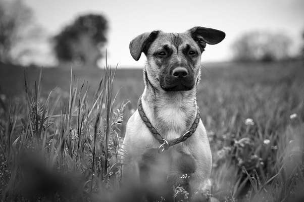 Hundeshooting-Beitrag-Bild