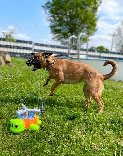 59. Handy Foto Challenge: Mein Hund und das springende Wasser-Beitrag-Bild