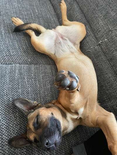 Hands,äh Pfoten up in the Air-Beitrag-Bild