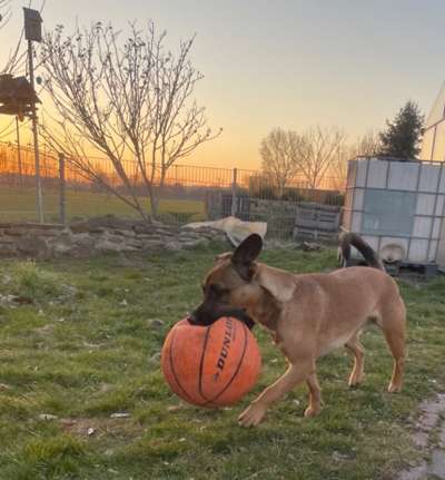 Dogorama Photo Challenge - Apportieren-Beitrag-Bild