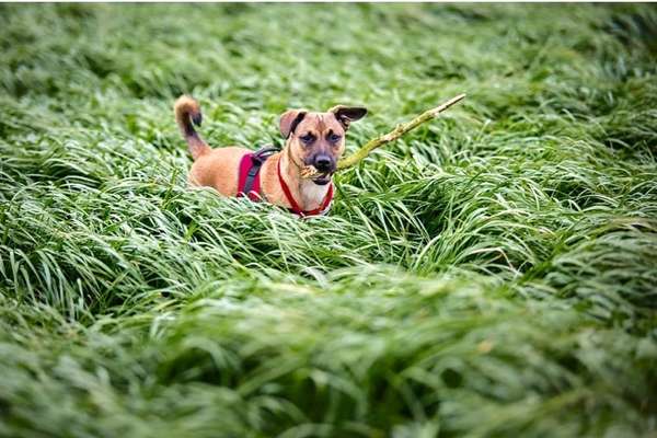 5. Hund im hohen Gras-Beitrag-Bild