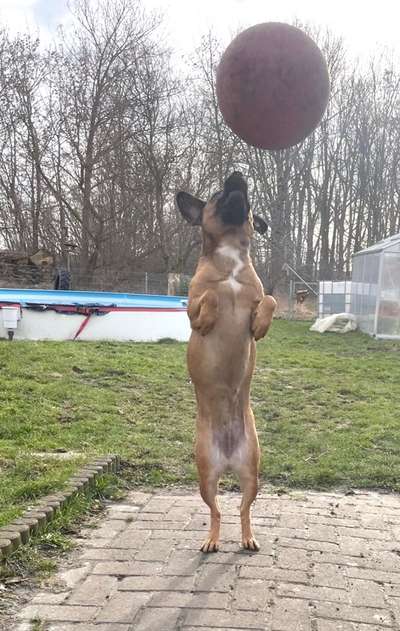 Dogorama Photo Challenge - Euer Vierbeiner auf zwei Beinen-Beitrag-Bild