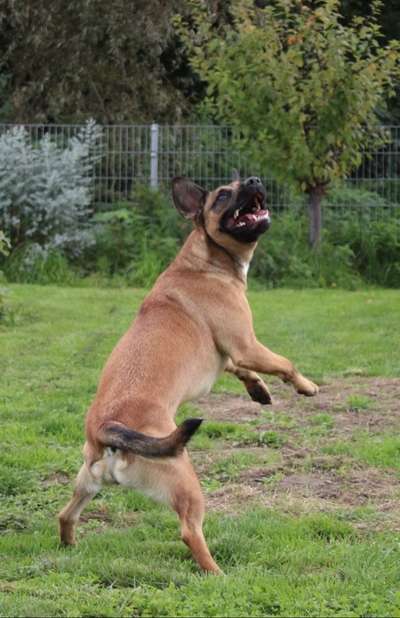 FOTOCHALLENGE - Nr. 74 Ugly Dog: Zeige das schlimmste Foto von deinem Hund-Beitrag-Bild