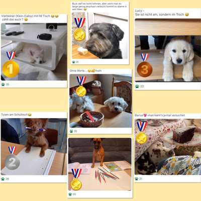 31. Handy - Fotochallenge
Vierbeiner mit am Tisch-Beitrag-Bild