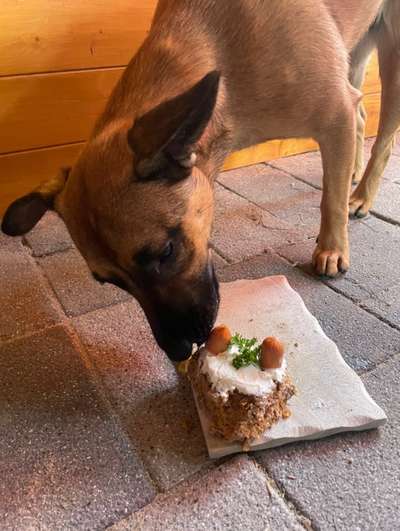 Fotochallenge Guten Appetit! Dein Hund beim futtern-Beitrag-Bild